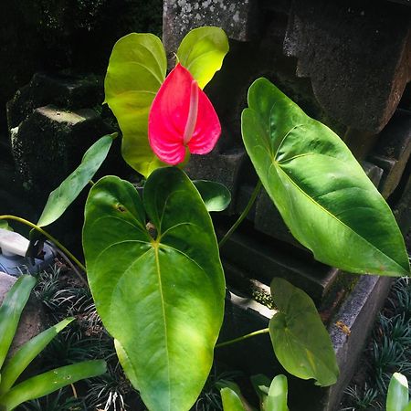 Tungeh Inn Ubud Dış mekan fotoğraf