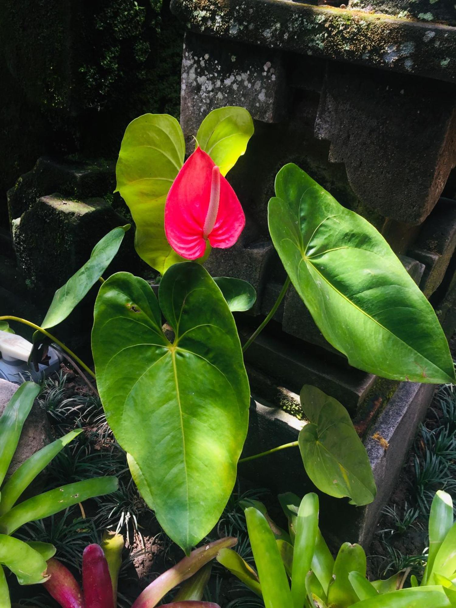 Tungeh Inn Ubud Dış mekan fotoğraf